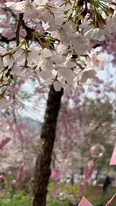 桃花节上的风铃慢镜头合集视频的预览图