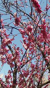 实拍春天桃花盛开视频的预览图