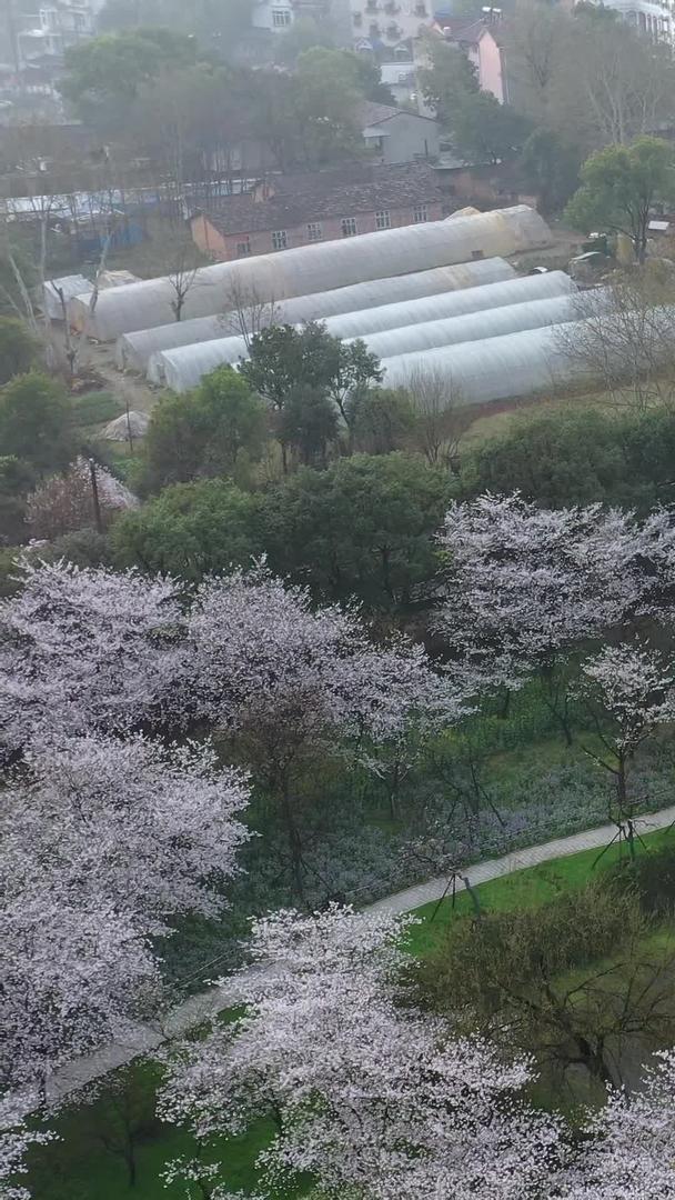航拍武汉樱花园五重塔和满园春色视频的预览图