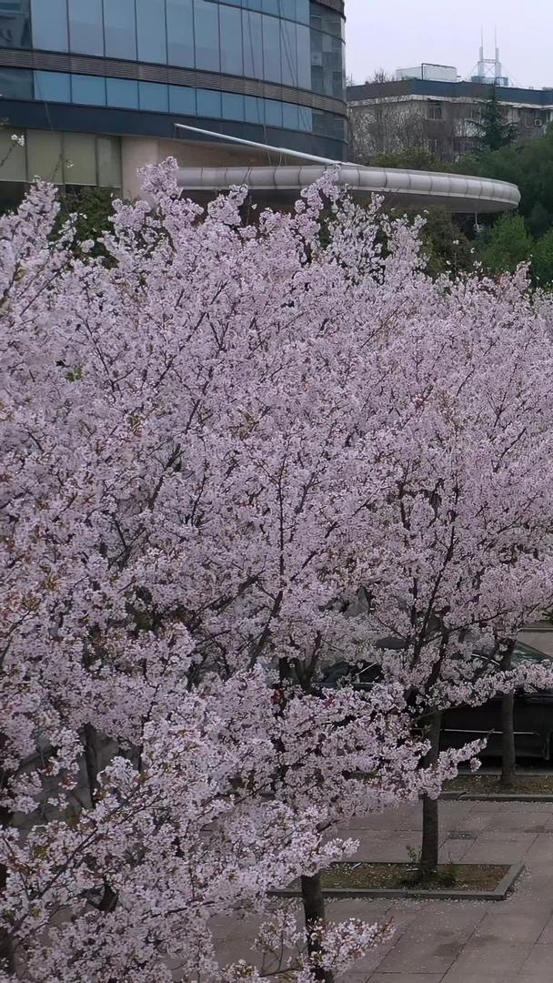 穿越樱花盛开的道路高清视频视频的预览图
