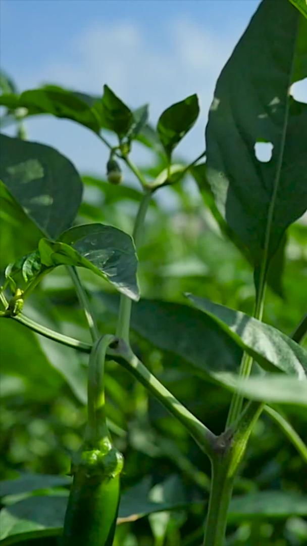 辣椒农业种植实拍视频的预览图