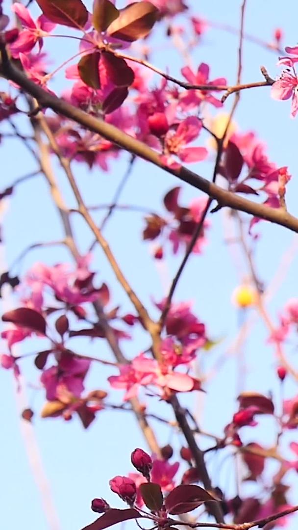 春暖花开视频的预览图