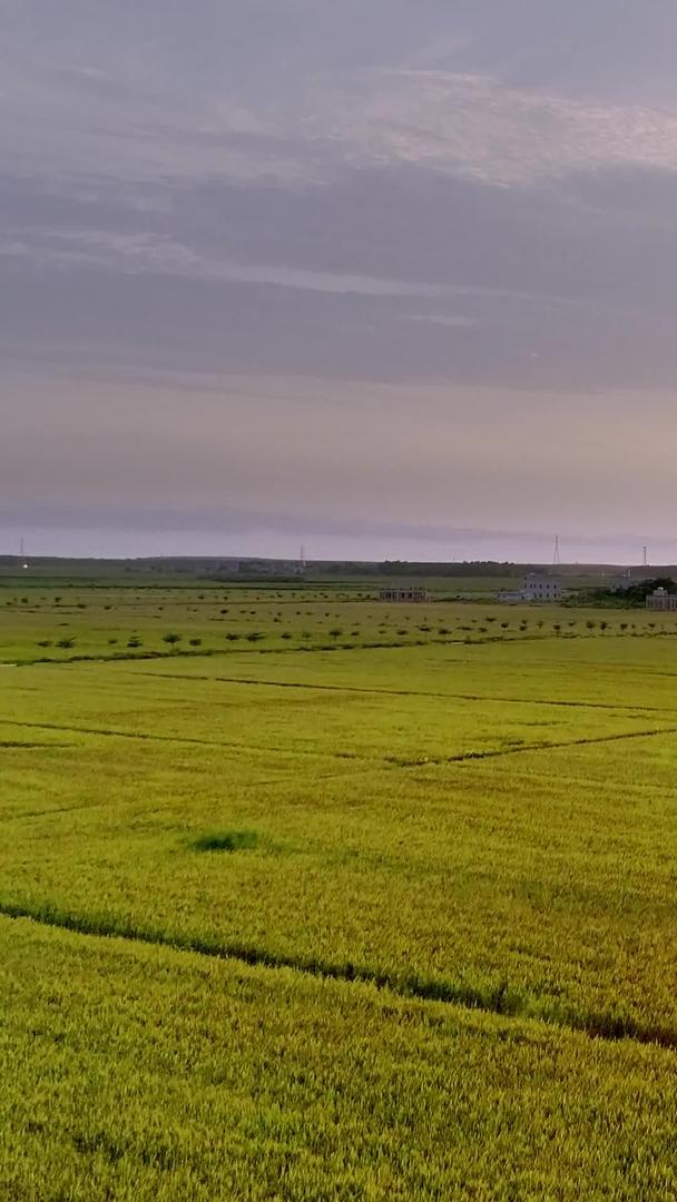 夕阳下的农田全景航拍视频的预览图
