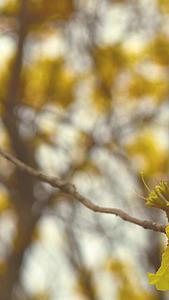春天黄色风铃花蜜蜂勤劳工作视频的预览图