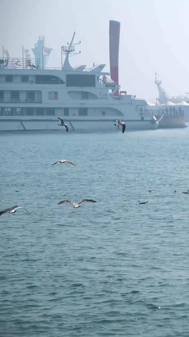 实拍青岛奥帆基地的海鸥升格镜头视频的预览图