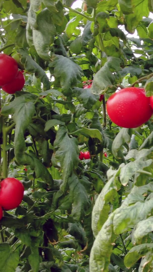 现代农业有机蔬菜西红柿田视频的预览图