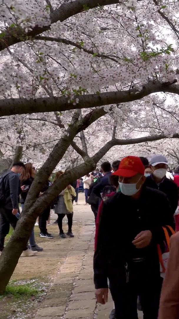 实拍樱花公园赏樱人群视频的预览图