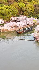 航拍太湖鼋头渚樱花视频的预览图