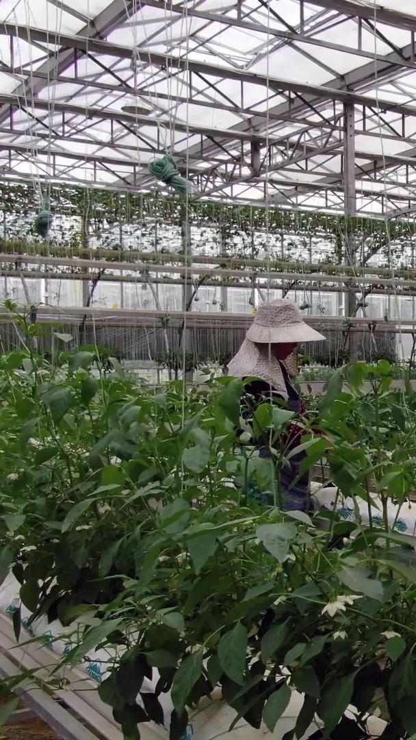 农民春耕种植蔬菜视频的预览图