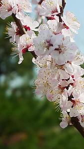 春节北方杏花盛开之际视频的预览图