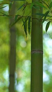 春季竹林竹子视频的预览图
