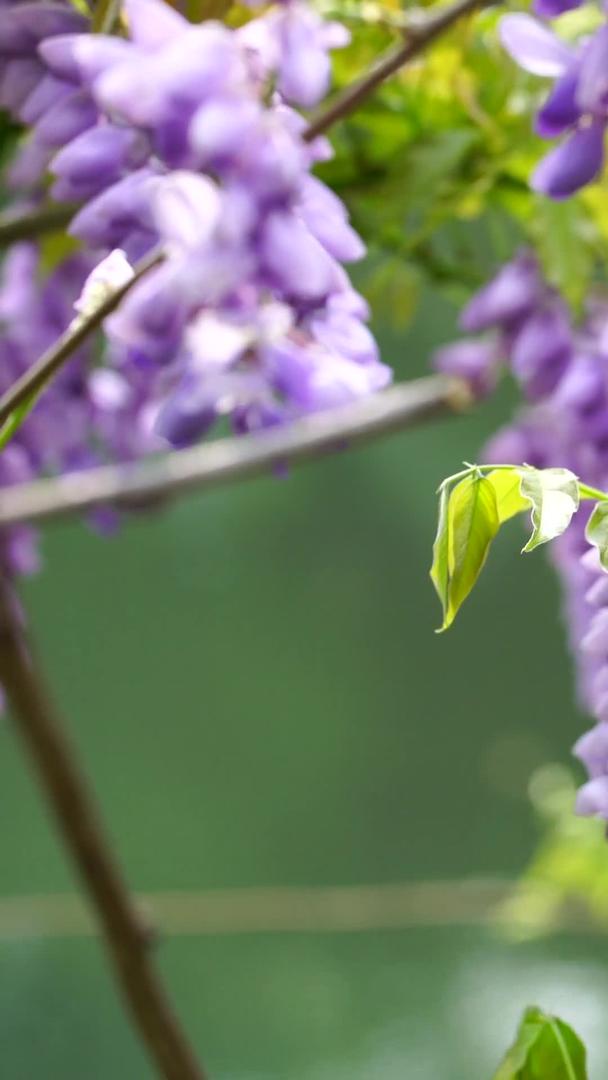 园林里盛开的紫藤花视频的预览图