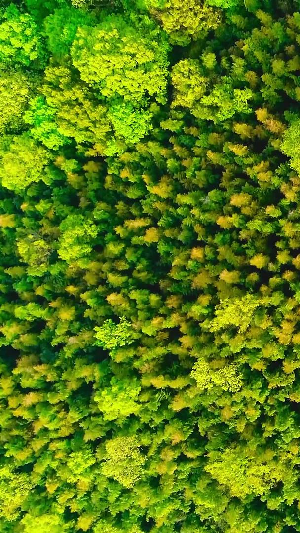 绿色的森林视频的预览图