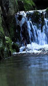 高清拍摄山间泉水间的野鸭视频的预览图