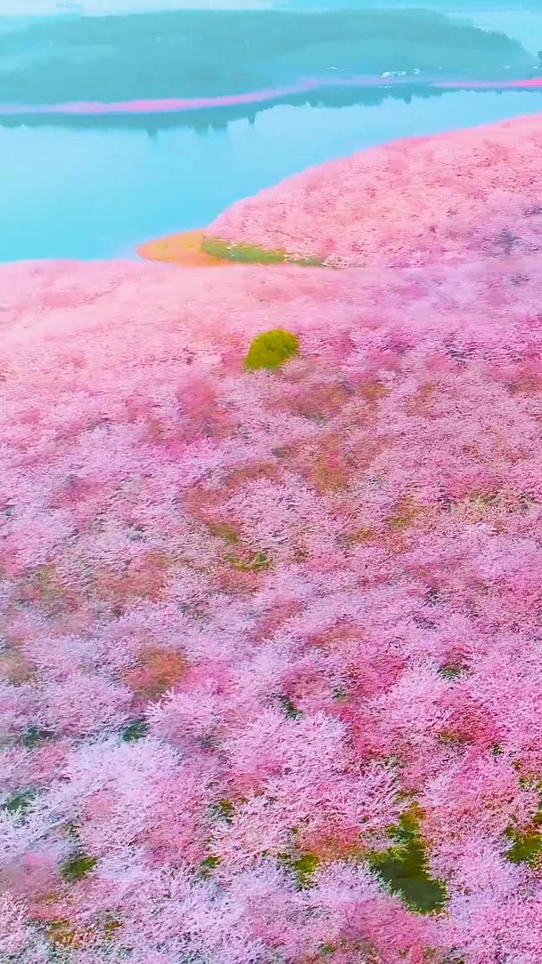 万亩樱花航拍视频的预览图