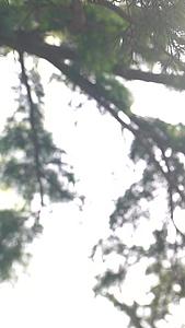 阳光穿梭在树林间视频的预览图