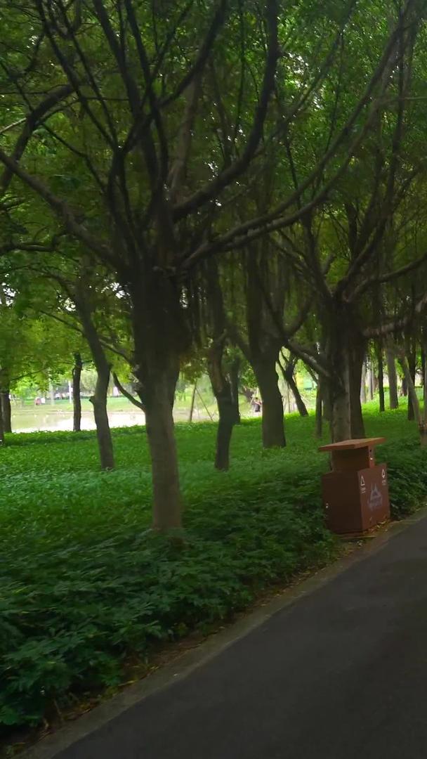 公园树荫园林道路视频的预览图