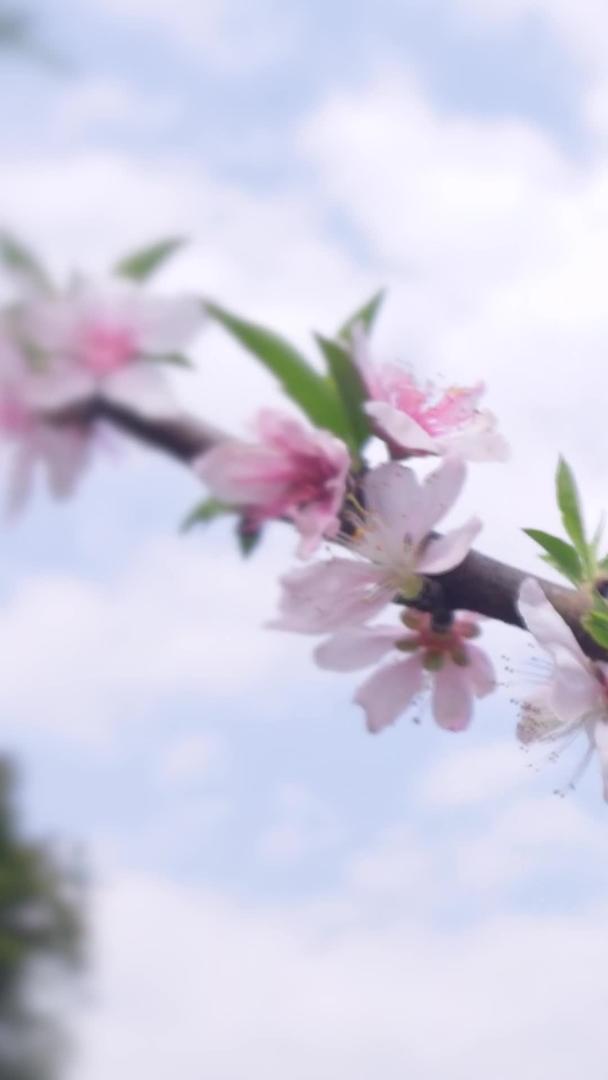 实拍唯美盛开的桃花视频的预览图