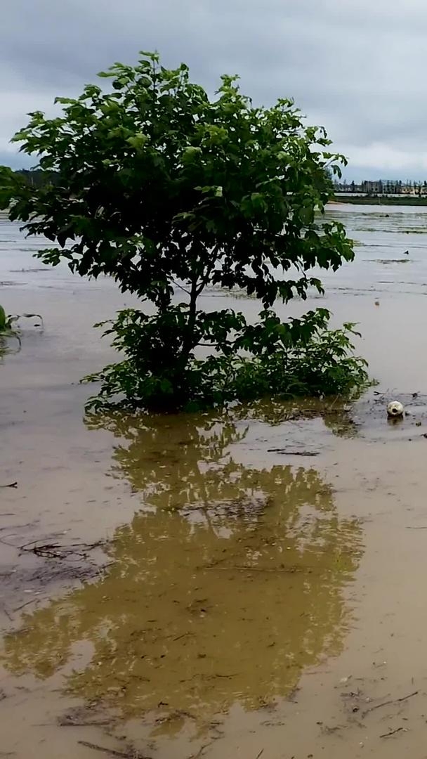 暴雨洪涝灾害视频的预览图