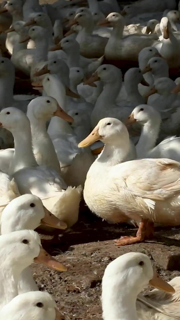 养殖工厂里成群的白鸭子视频的预览图