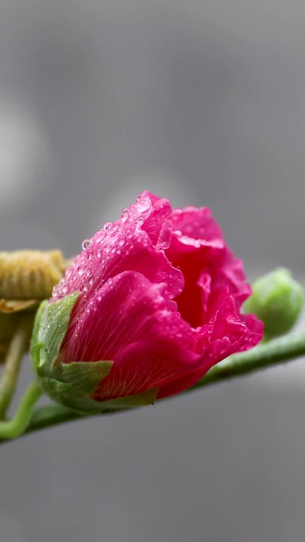 雨中花朵视频的预览图