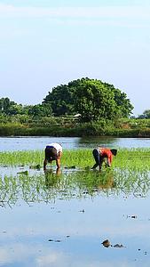 农民插秧水稻种植延时视频的预览图