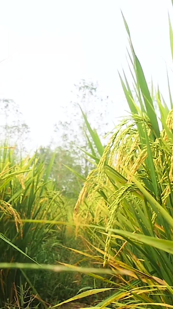 丰收的稻穗视频的预览图