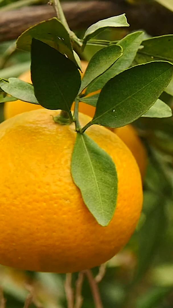柑橘爱媛种植园视频的预览图
