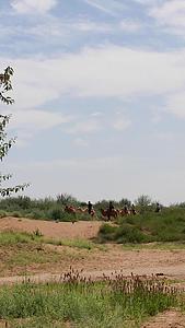 沙漠绿化带风景视频的预览图