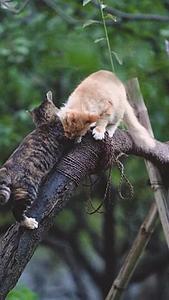 猫咪在树上玩耍视频的预览图