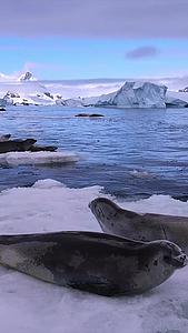 南极冰川上的可爱海豹实拍视频的预览图