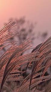 落日下的芦苇视频的预览图
