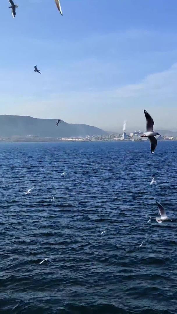 土耳其马尔马拉海上的海鸥视频视频的预览图