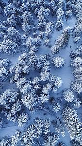 冬季雪景云杉树垂直航拍视频的预览图