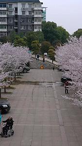 穿越樱花盛开的道路高清视频视频的预览图
