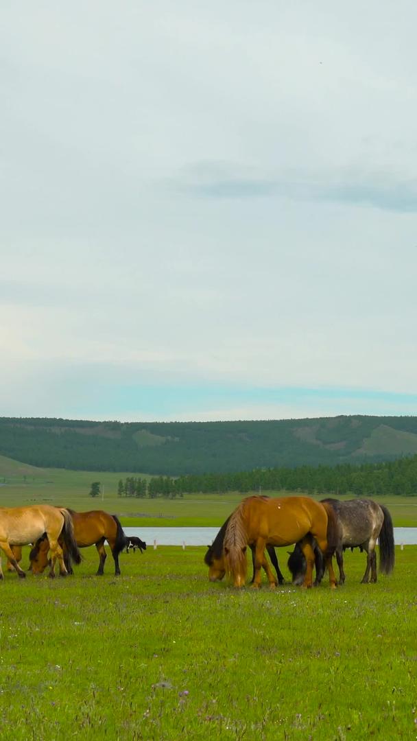 草原上马群吃草实拍合集视频的预览图