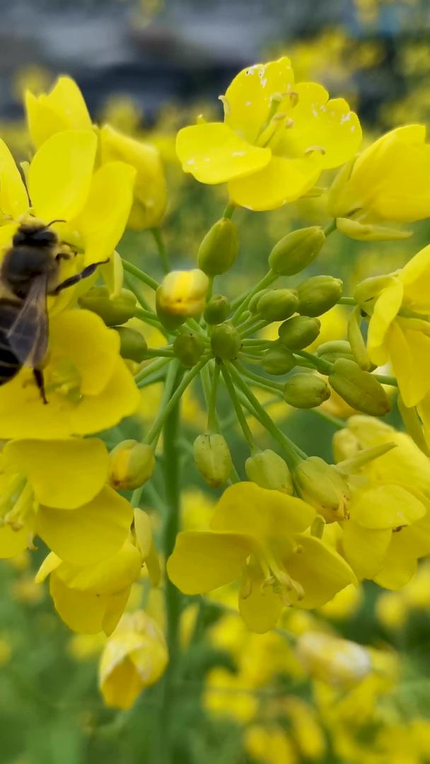实拍蜜蜂采蜜视频的预览图