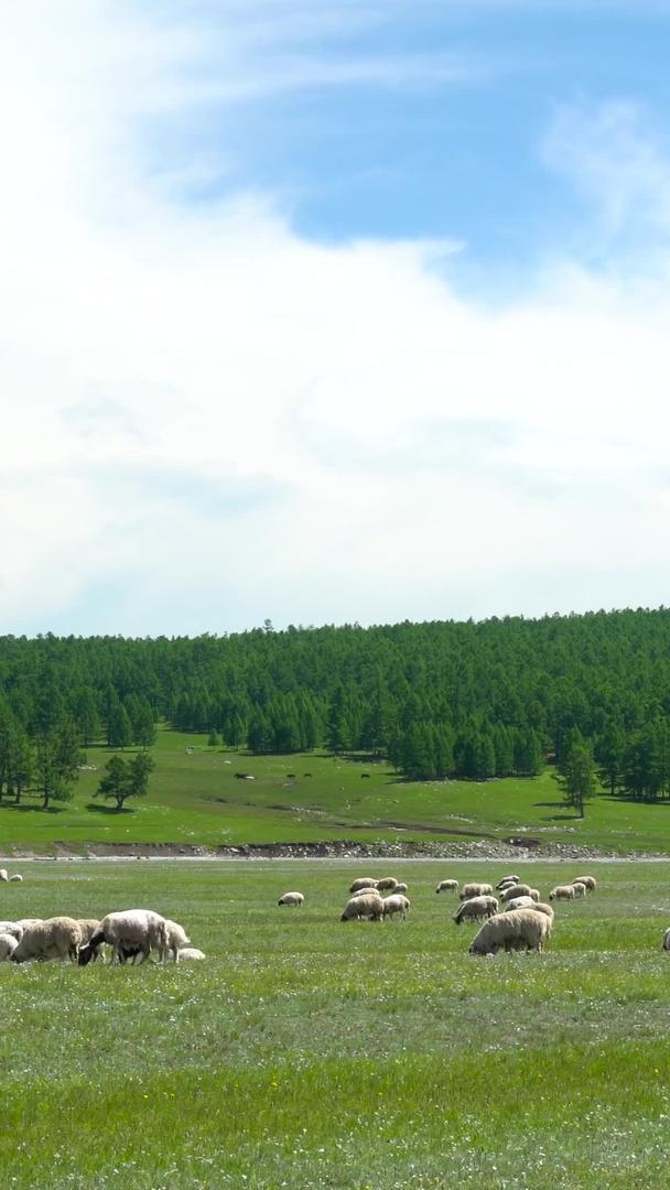 草原中的羊群合集视频的预览图