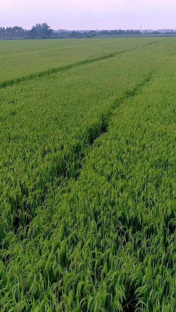大片水稻科学种田航拍视频的预览图