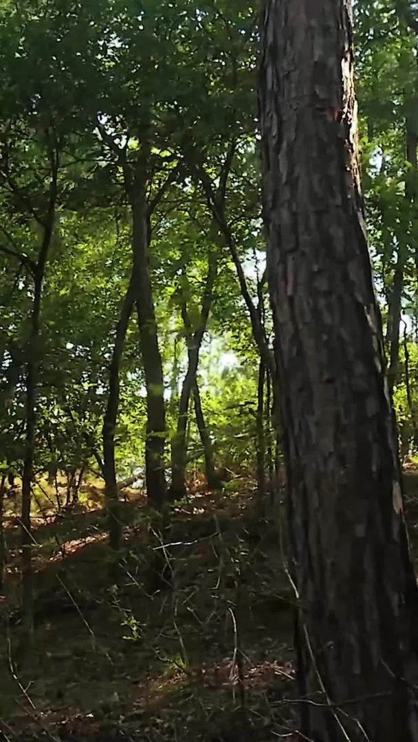 森林阳光视频的预览图