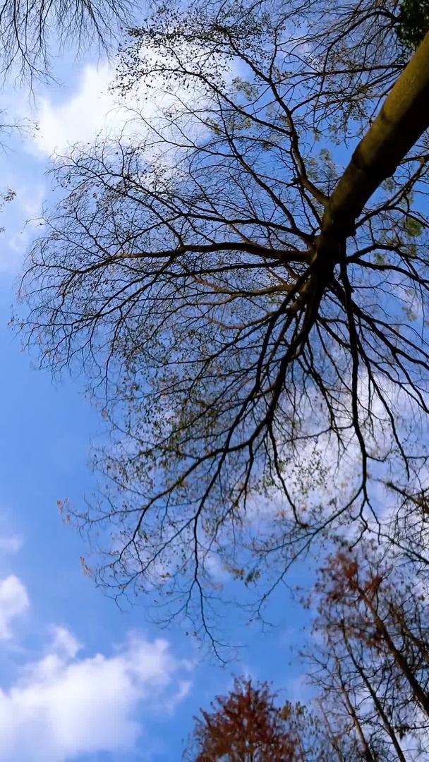 春夏天空树干树枝视频的预览图