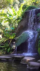 厦门植物园热带雨林景区合集视频的预览图