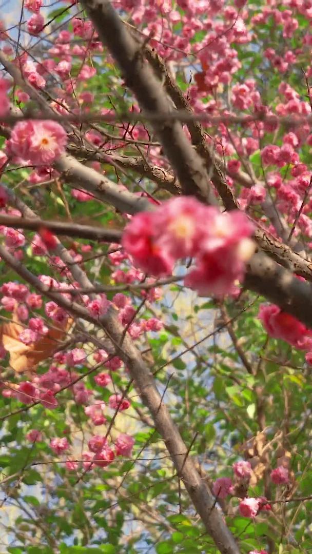 春天桃花开视频的预览图