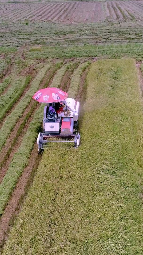快速收割稻谷科学农作业航拍视频的预览图