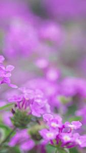 春天粉紫花盛开春光乍泄视频的预览图