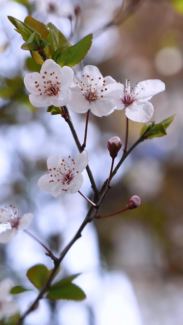 武汉的樱花开了视频的预览图