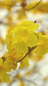 春天黄色风铃花蜜蜂勤劳工作视频的预览图
