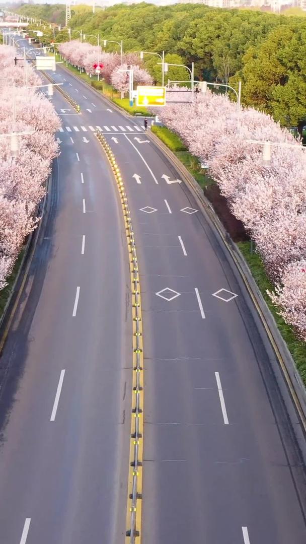 航拍城市樱花道路视频的预览图