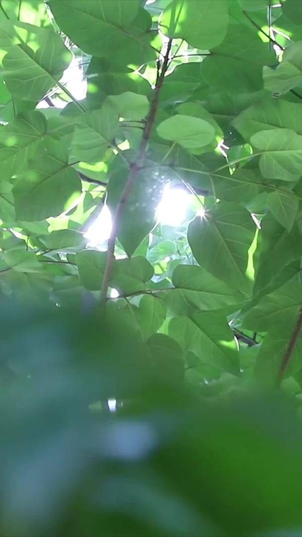 实拍夏季树影光晕空镜头视频的预览图