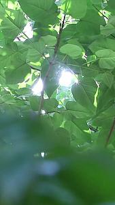 实拍夏季树影光晕空镜头视频的预览图